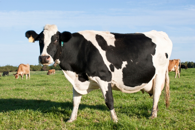 Cow standing on green grass ground