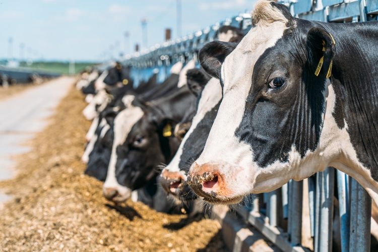 Cows focus in Dairy Farm