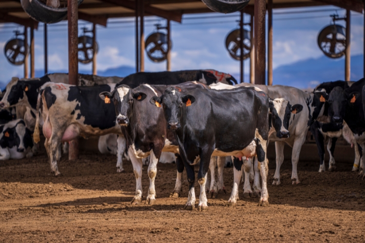 Cows standing in Dairy Farm focus
