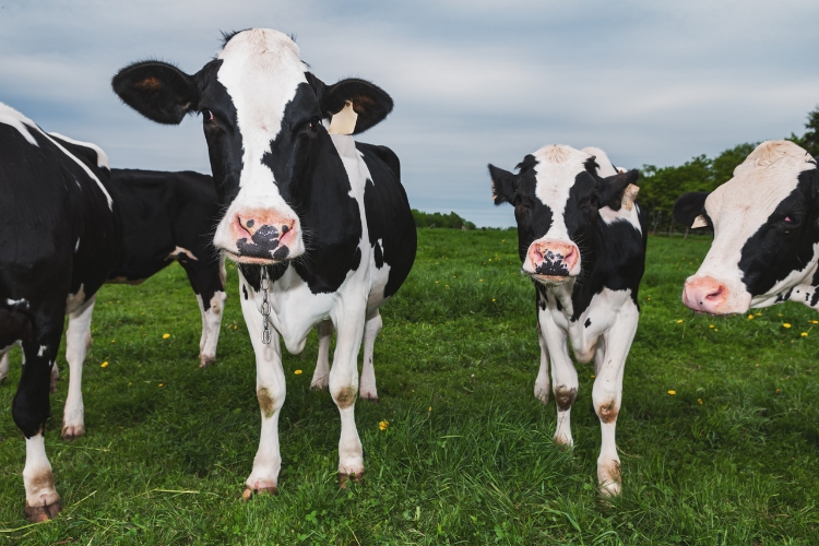 Cows