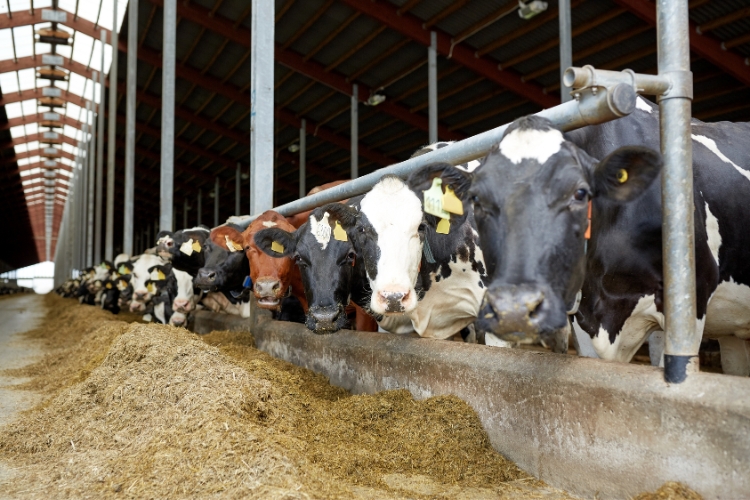 Dairy Farm cowns