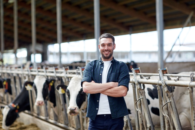 Man standing in Dairy Farm focus