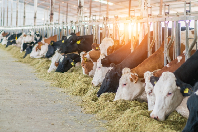 animals daily farm
