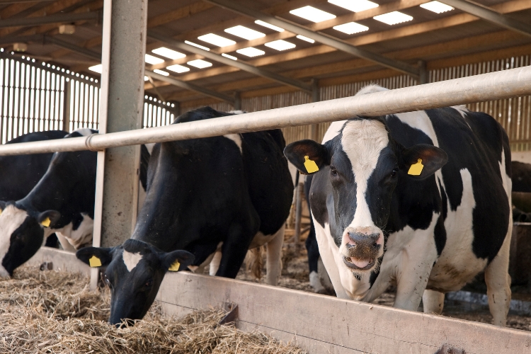 animals in daily farm