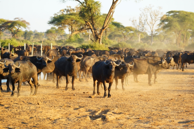 buffaloes in dairy farm focus
