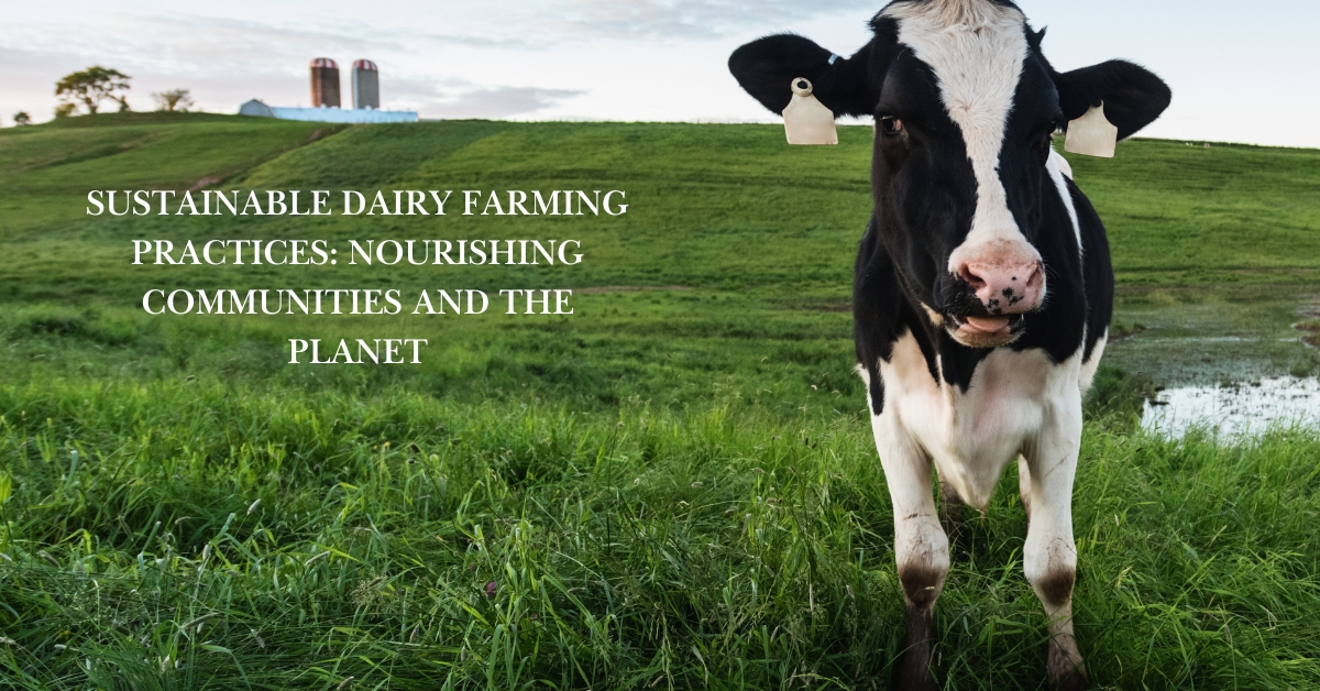cow focus in dairy farm
