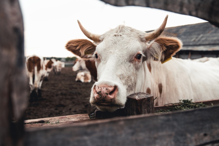 cow focus