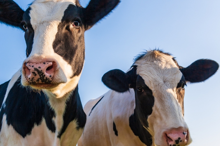 cows focus