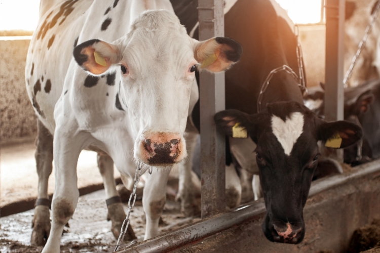 cows focus 