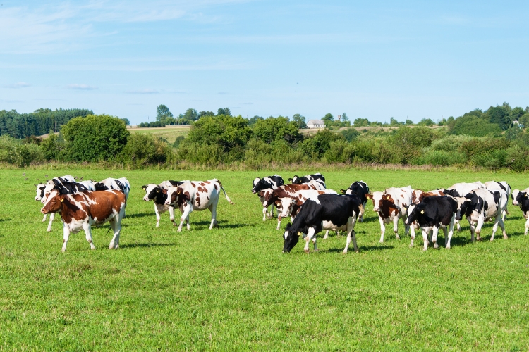 cows in Dairy Farm 