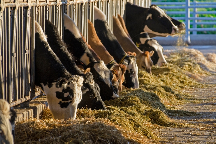cows in Dairy Farm