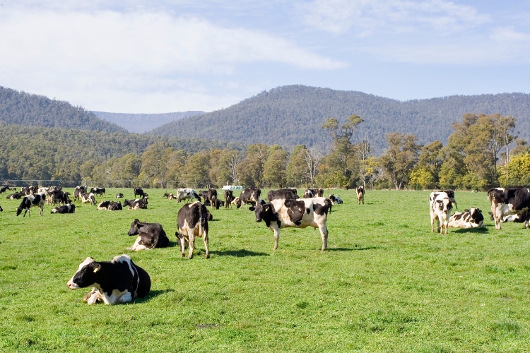 cows in Dairy Farm