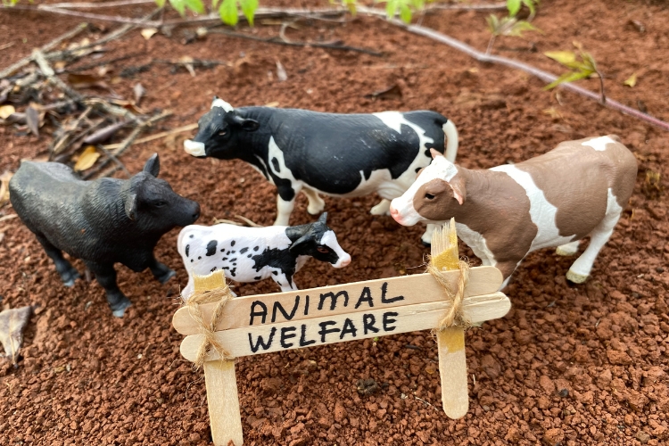 cows in farm 