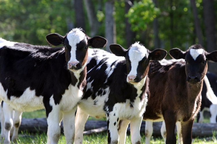 cows in farm 