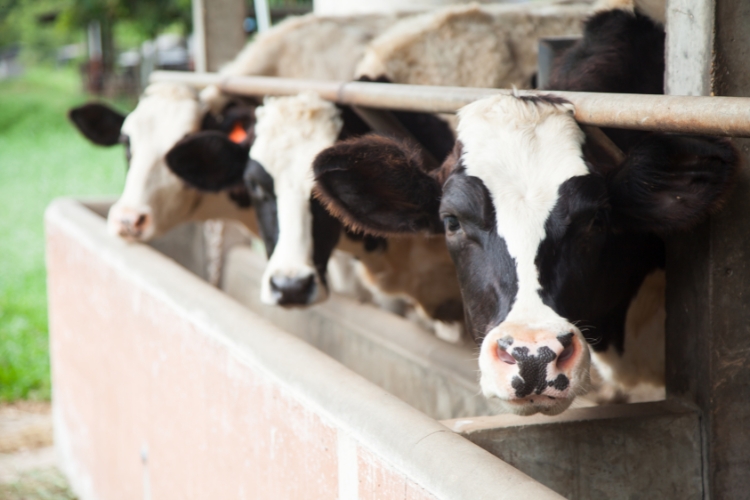 cows in farm 