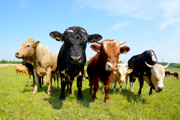 cows in farm 