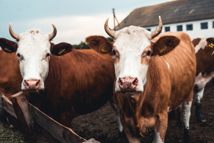 cows standing focus