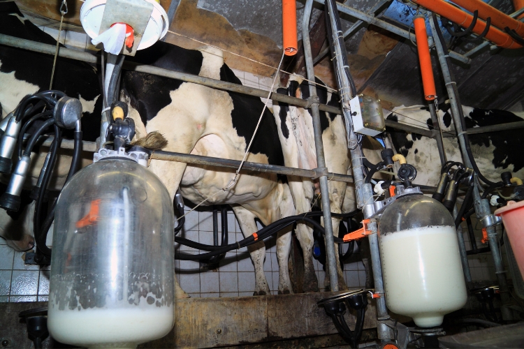 dairy farm focus