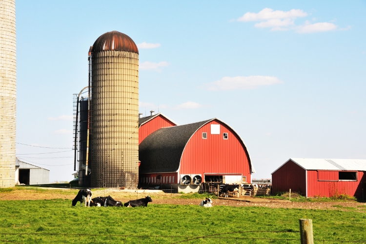 dairy farm view focus
