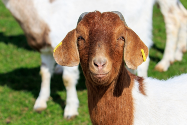 goat focus