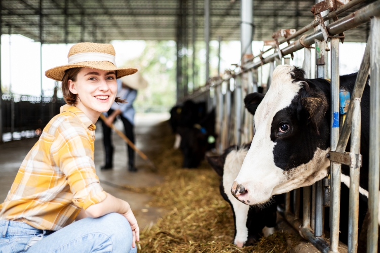 lady checking cows in Dairy Farm