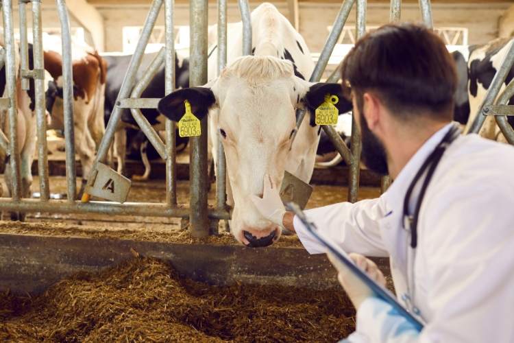 man taking care of animals in daily farm