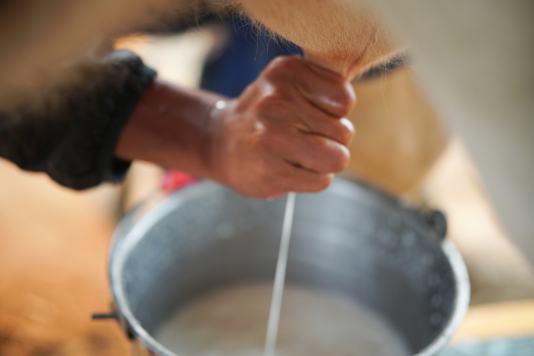 man taking out milk from cow focus