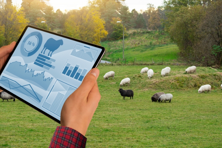 man using tablet for dairy herd management process