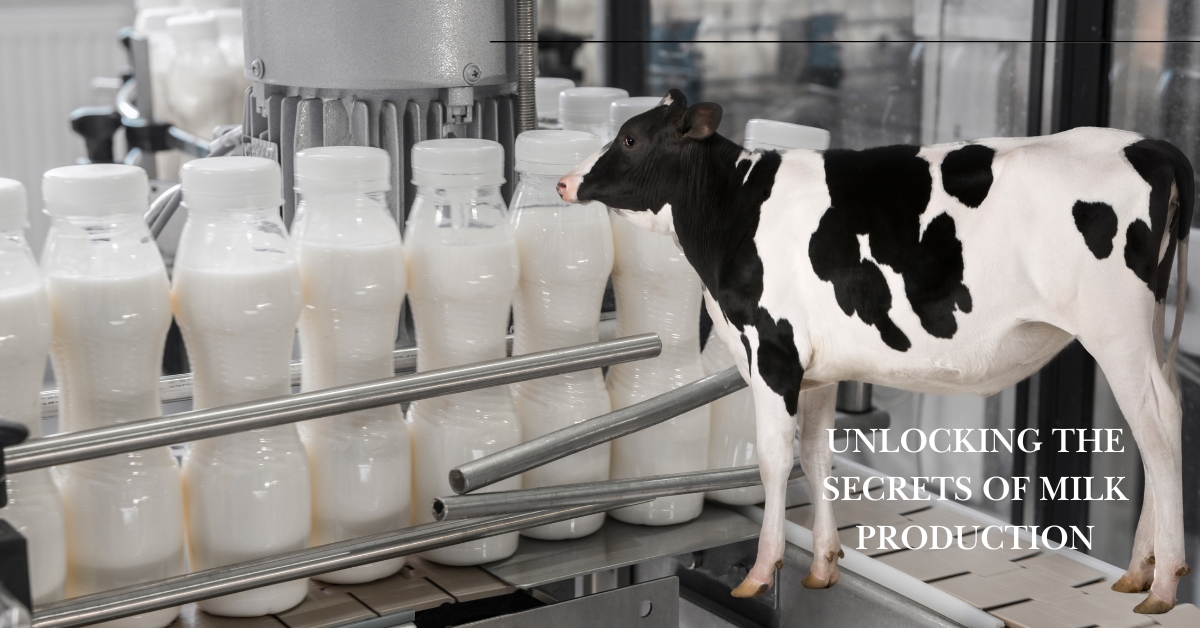 milk production focus