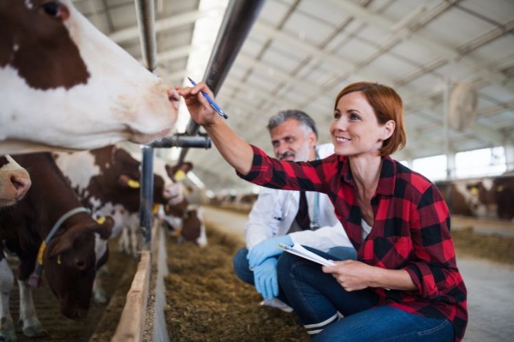 woman checking cow in Dairy Farm