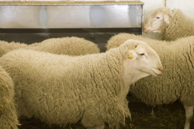 Assaf Sheep