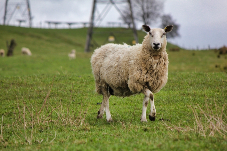 Awassi Sheep