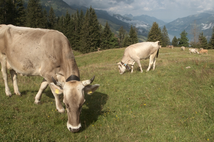 Brown Swiss focus