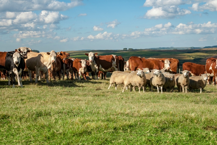 Cattle Breeds