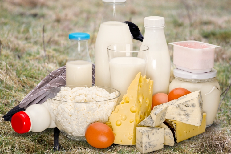 Dairy Products focus