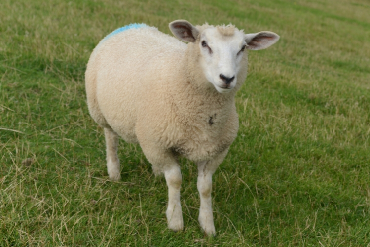 East Friesian Sheep