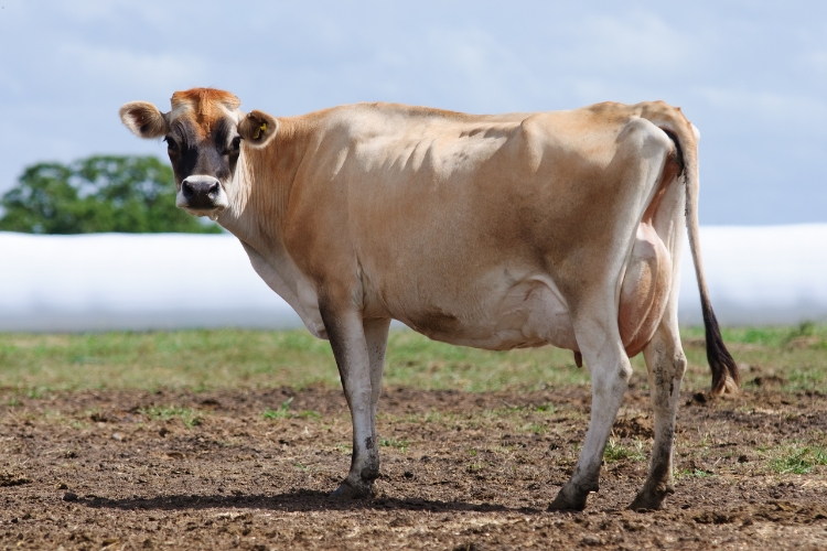 Jersey cattle focus