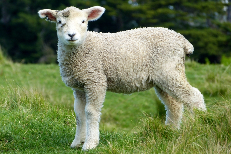 Lacaune Sheep
