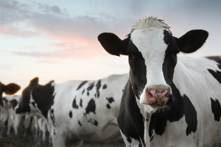 cow focus
