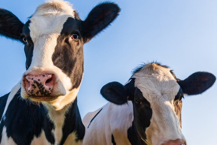cow focus