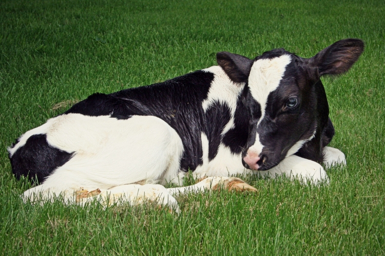 cow