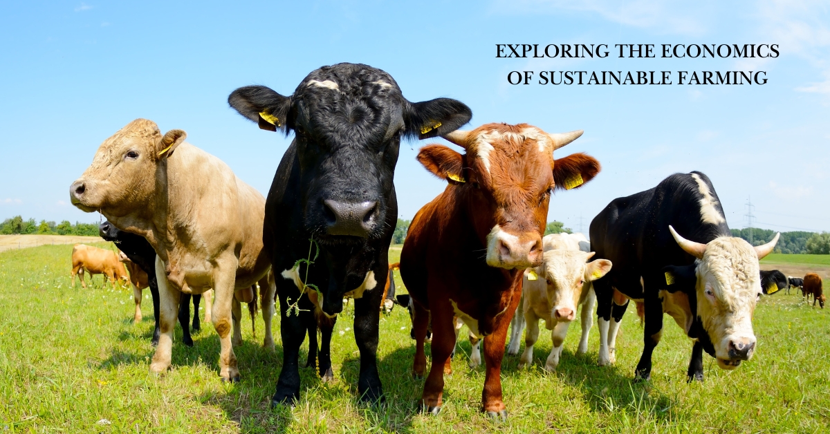cows focus