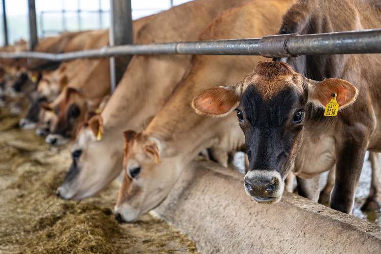 cows focus 