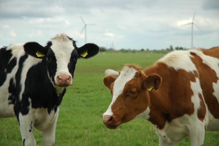 cows focus 
