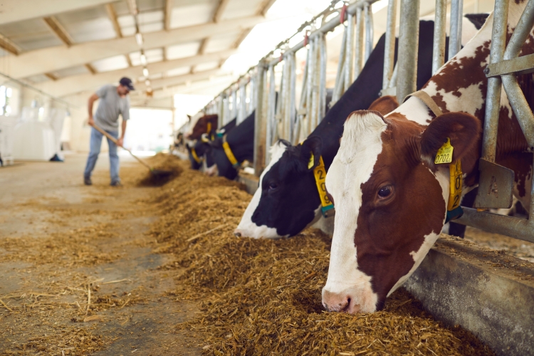 cows focus