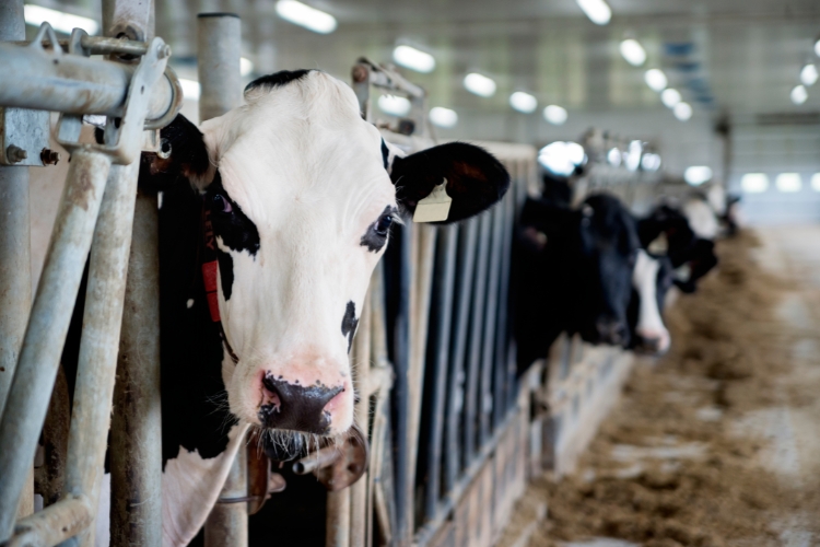 cows focus