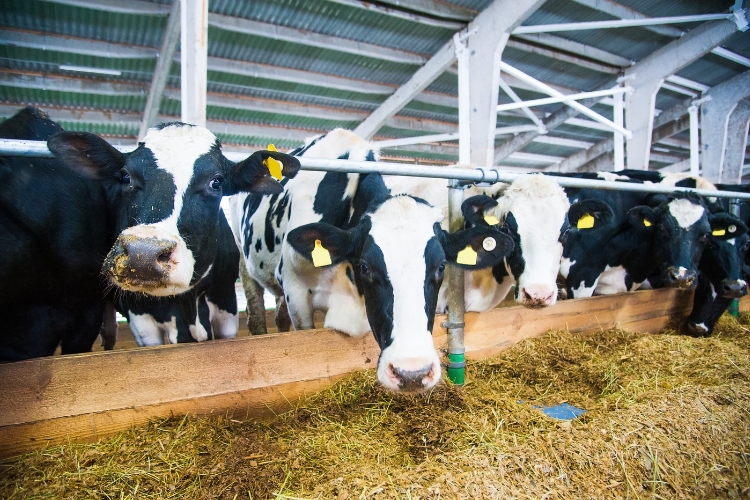 dairy farm 