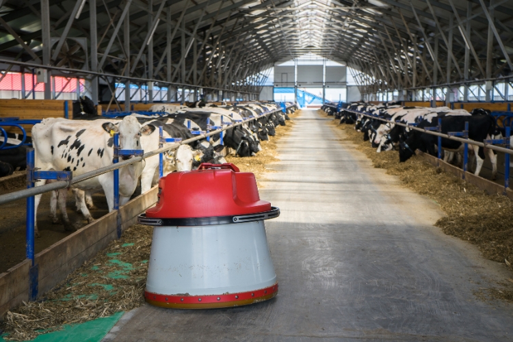 dairy farm 