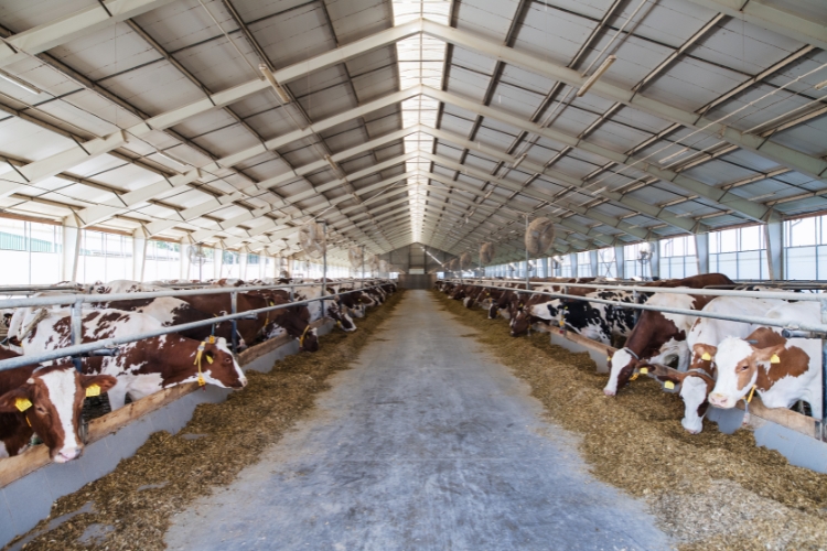 dairy farm