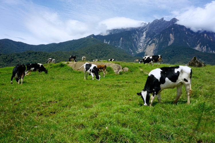 dairy farm